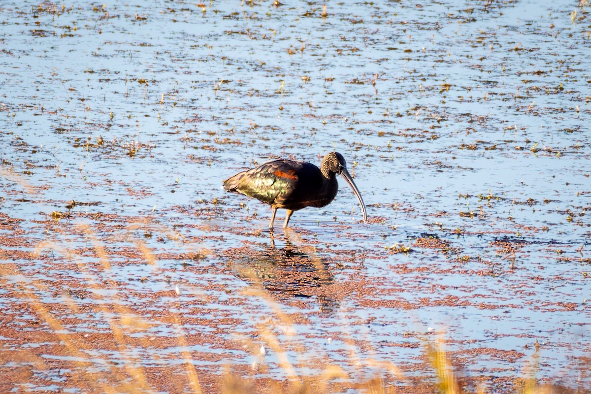 Glossy Ibis - ML595961491