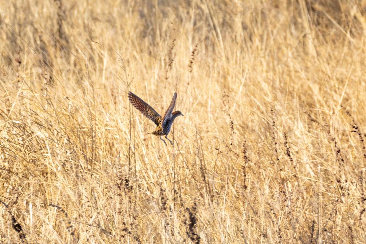 Buff-banded Rail - ML595961501