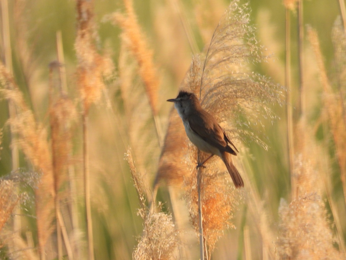 Great Reed Warbler - ML595961561