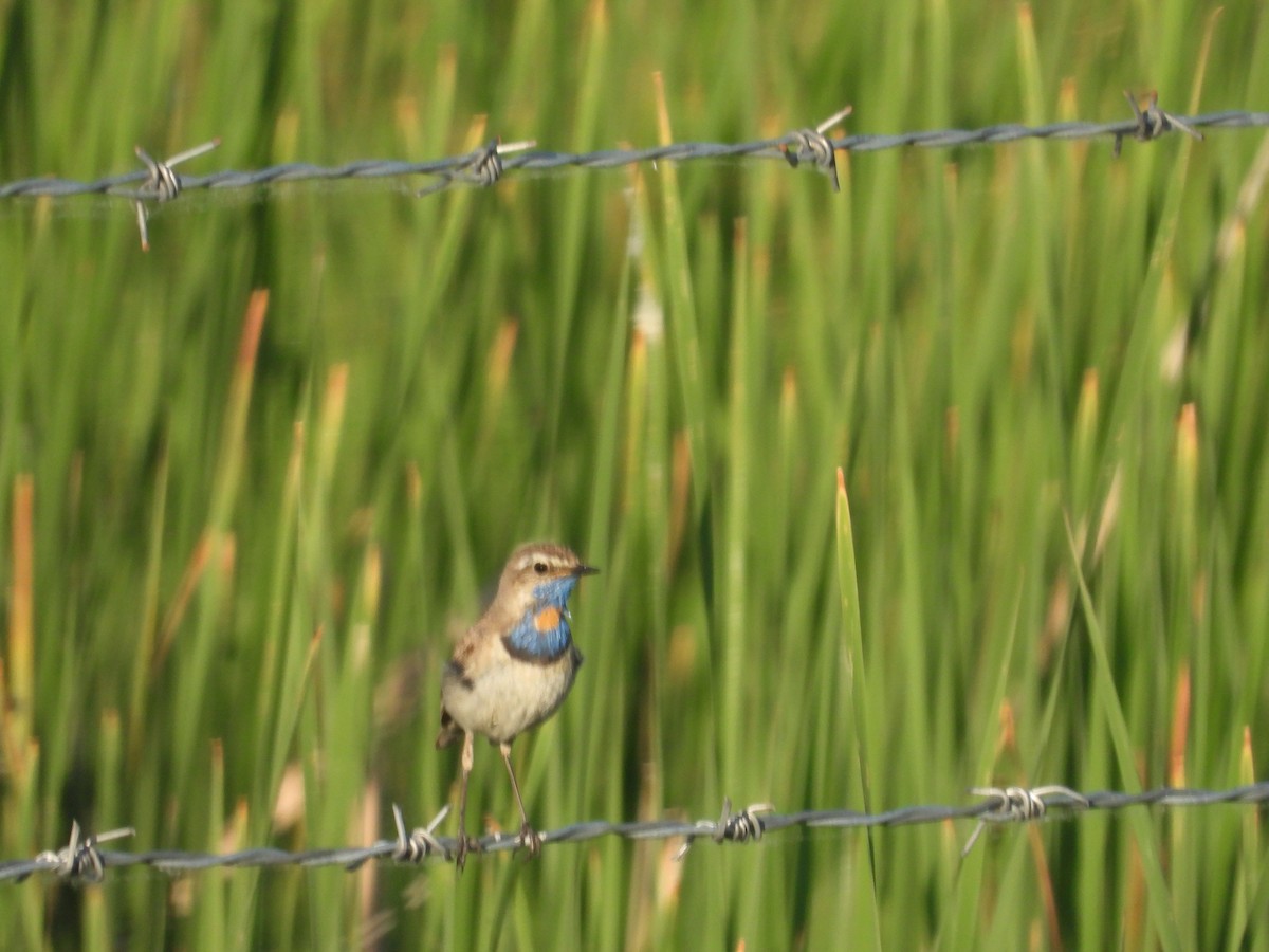 Bluethroat (Red-spotted) - Yuhao Sun