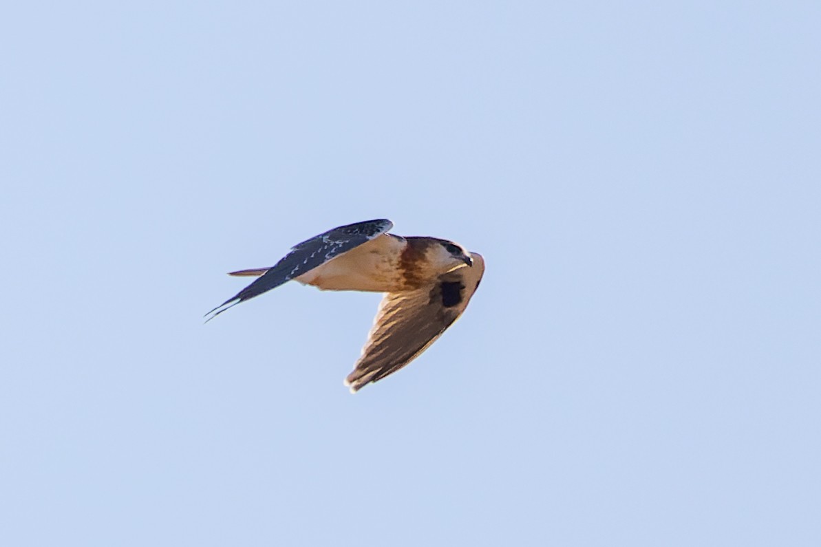 Black-shouldered Kite - ML595961931