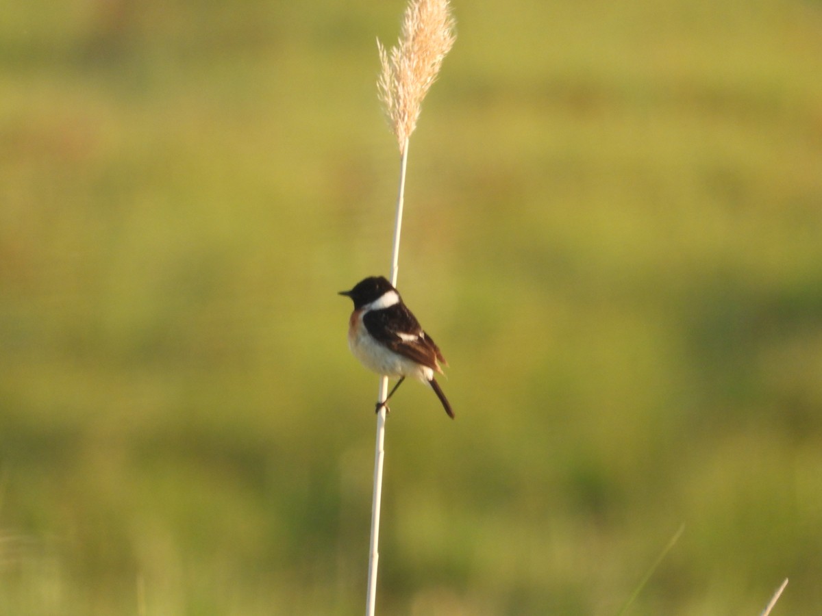 Siberian Stonechat - Yuhao Sun