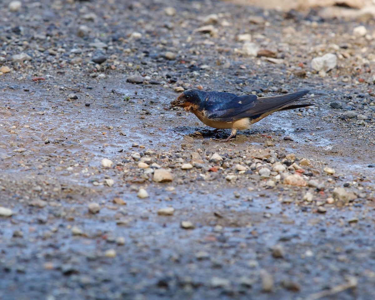 Barn Swallow - ML595962431