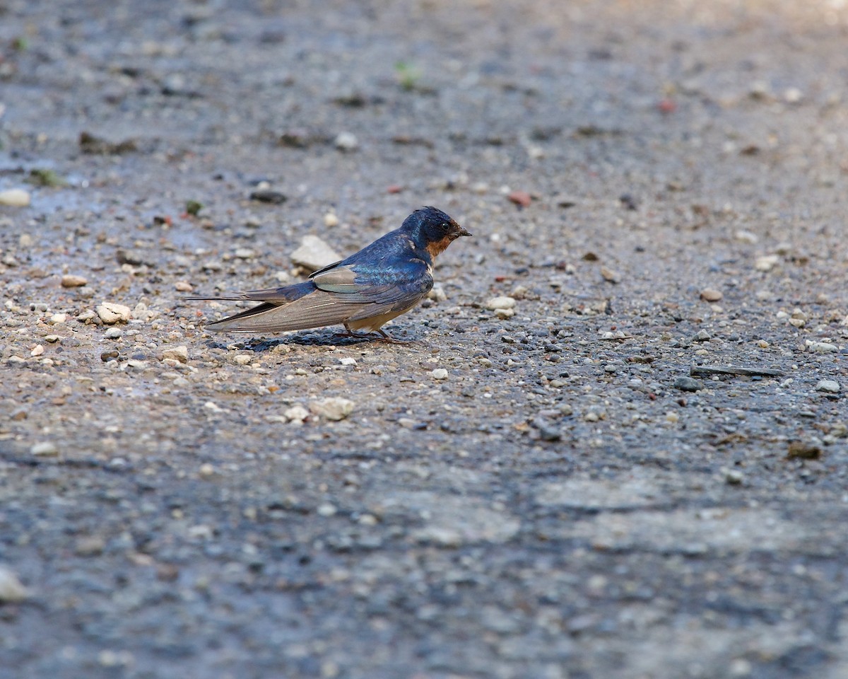 Barn Swallow - ML595962451