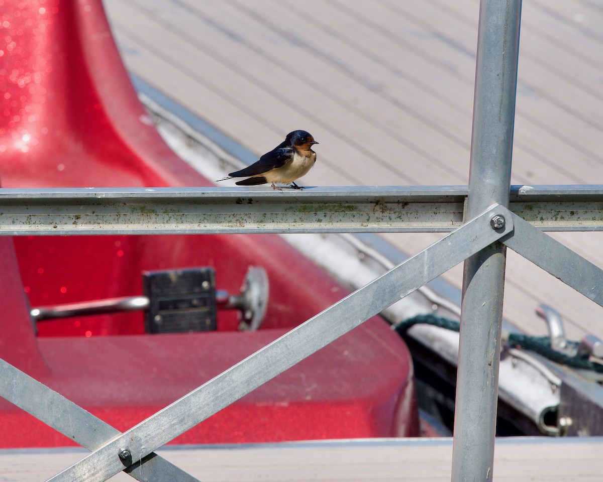 Barn Swallow - ML595962461