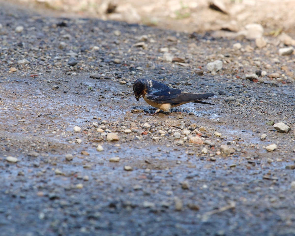 Barn Swallow - ML595962471