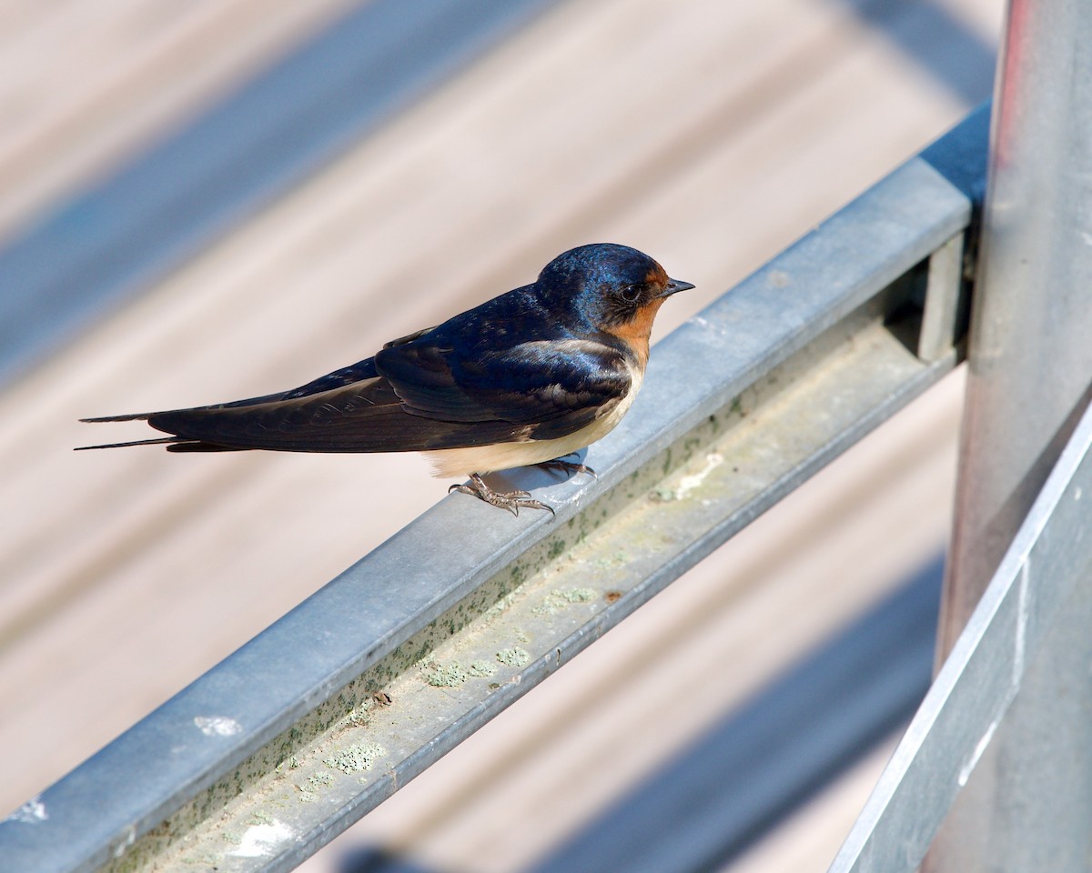 Golondrina Común - ML595962481