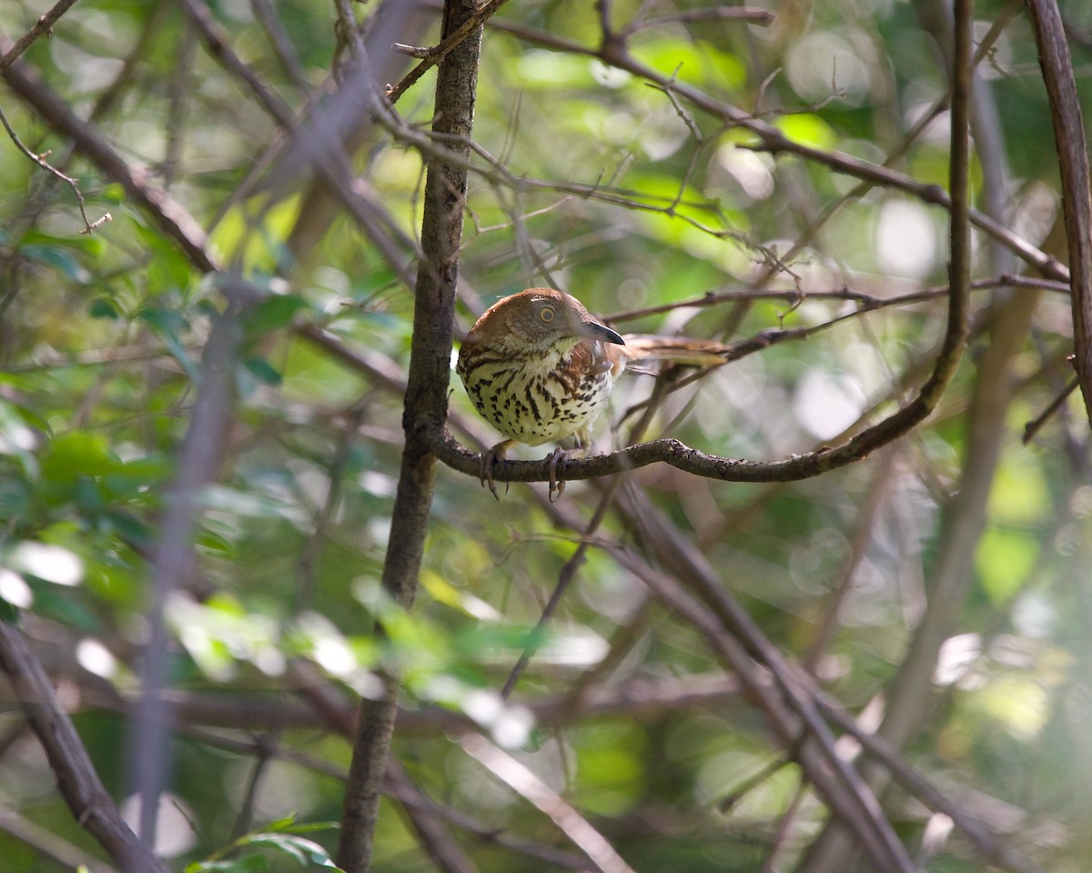 Brown Thrasher - ML595962511