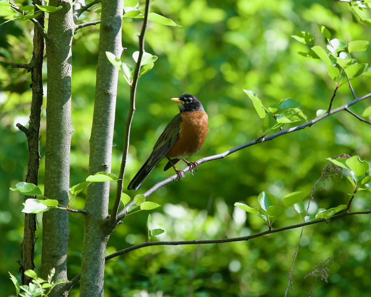 American Robin - ML595962531