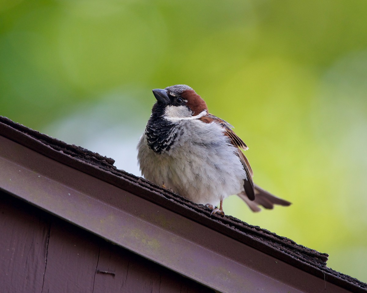 Moineau domestique - ML595962581