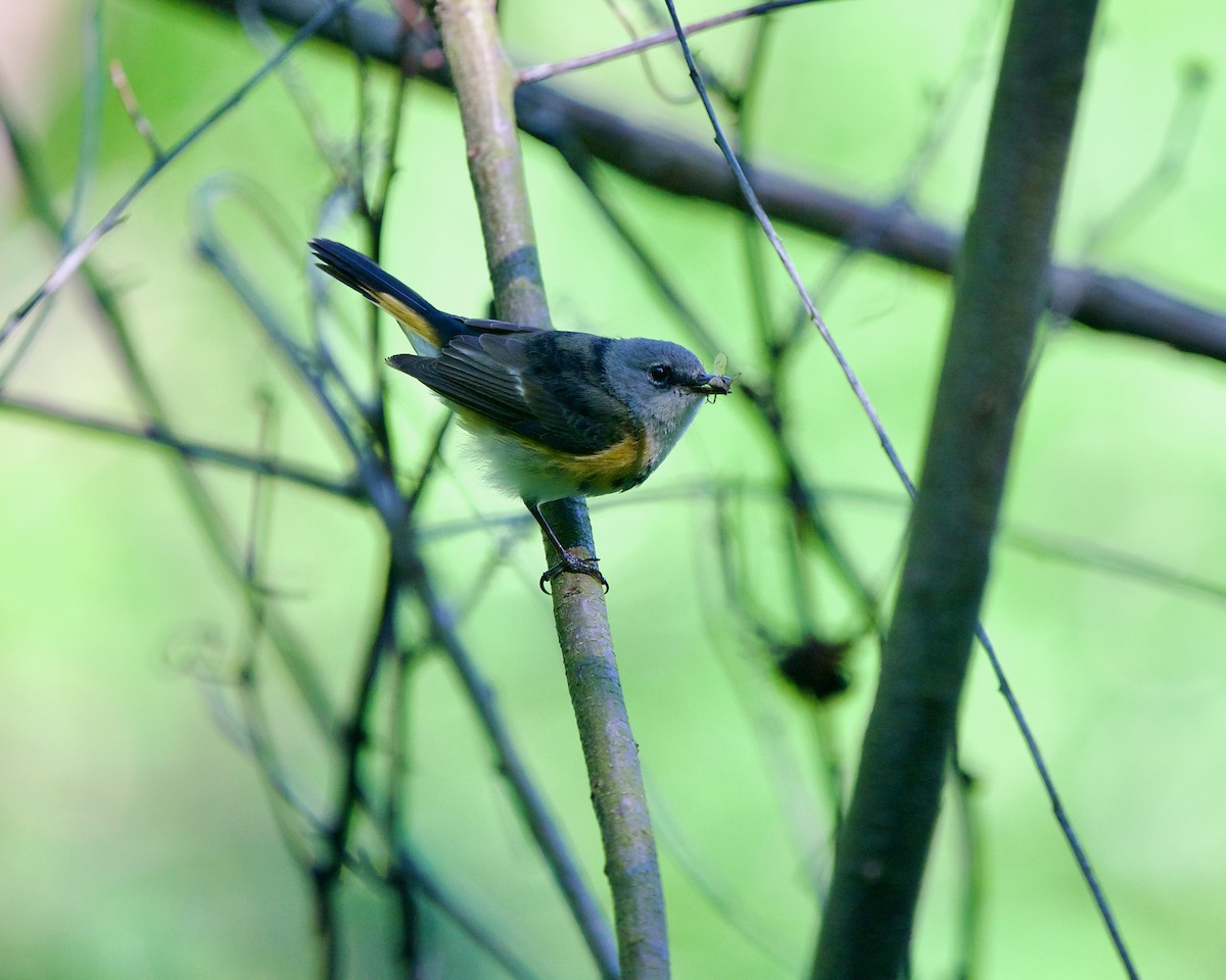 American Redstart - Jon Cefus