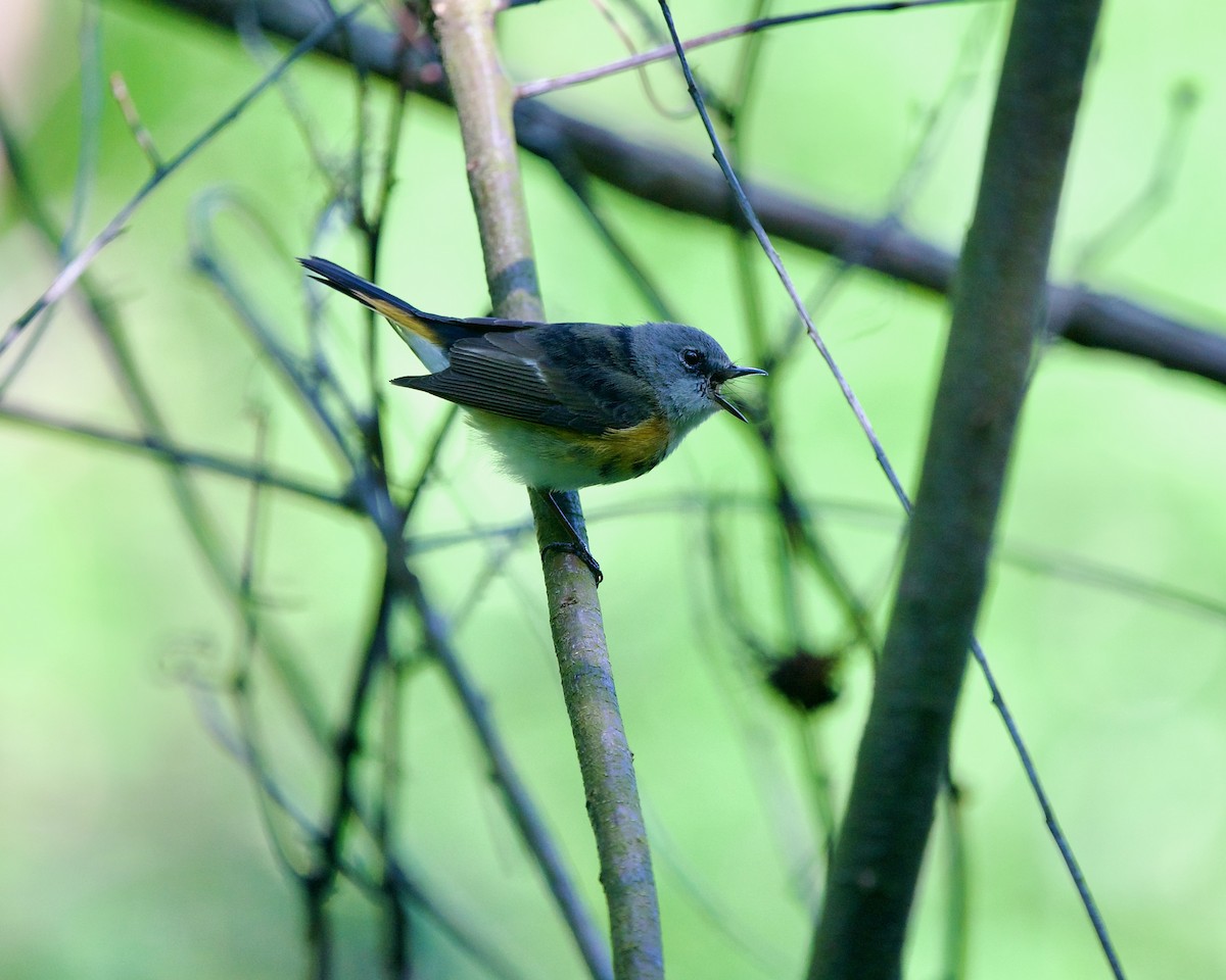 American Redstart - ML595962621