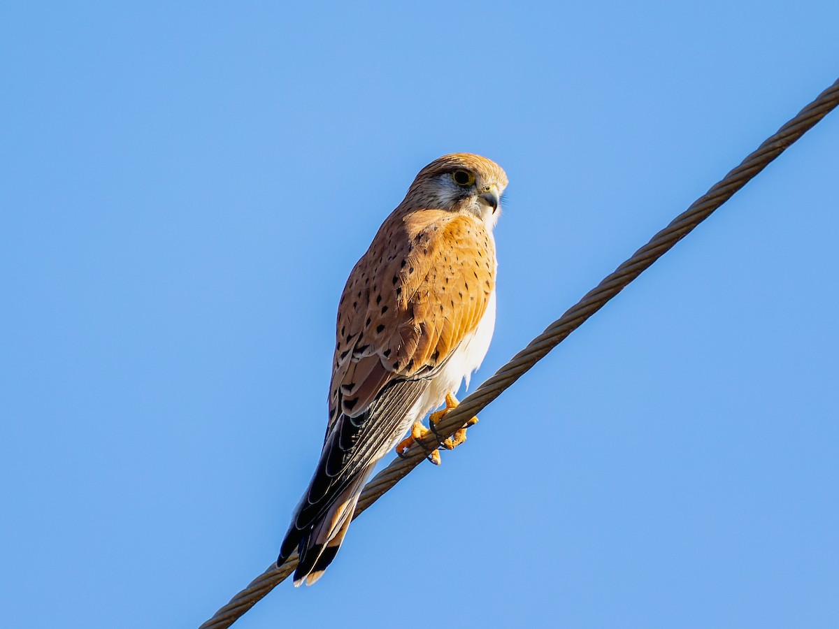 Nankeen Kestrel - ML595962721