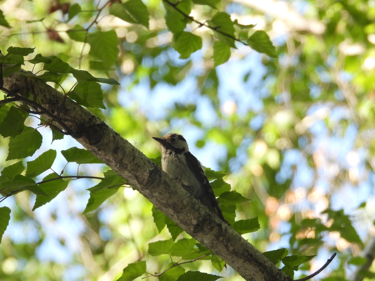 Lesser Spotted Woodpecker - Yuhao Sun