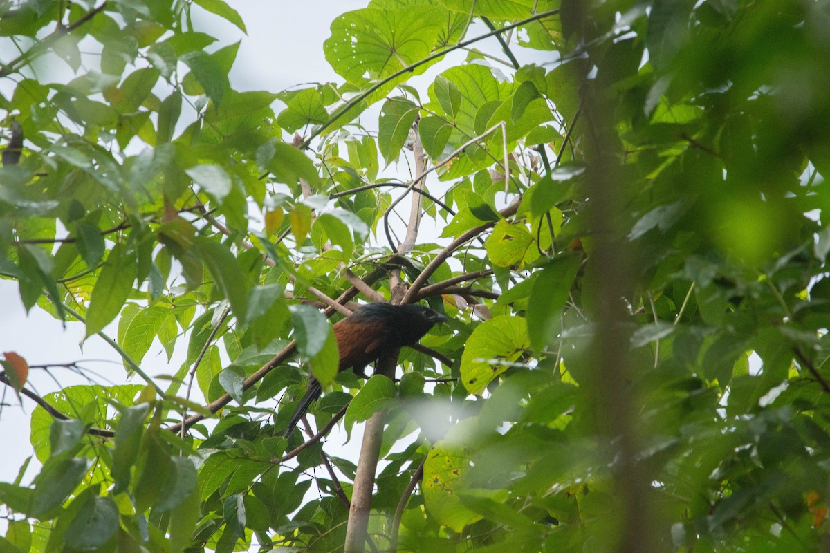 Philippine Coucal - ML595963381