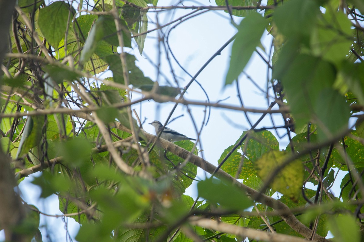 Pied Triller - ML595963581