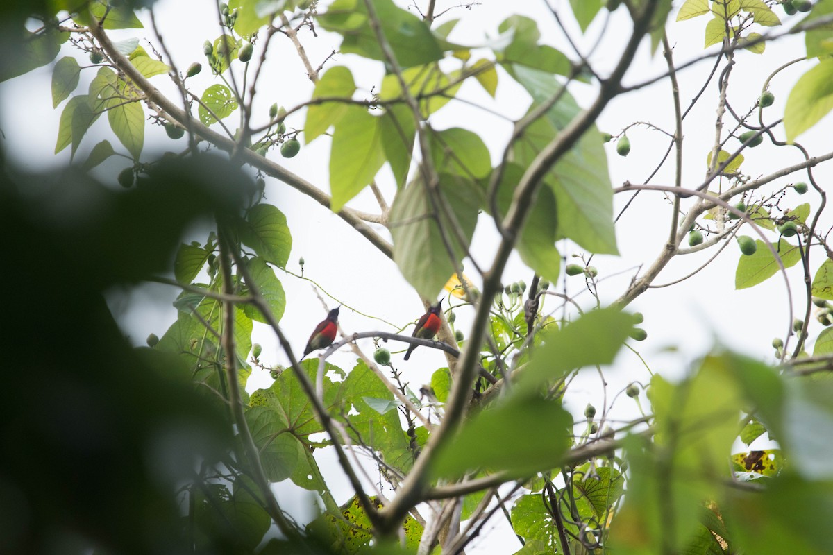 Purple-throated Sunbird - ML595963601