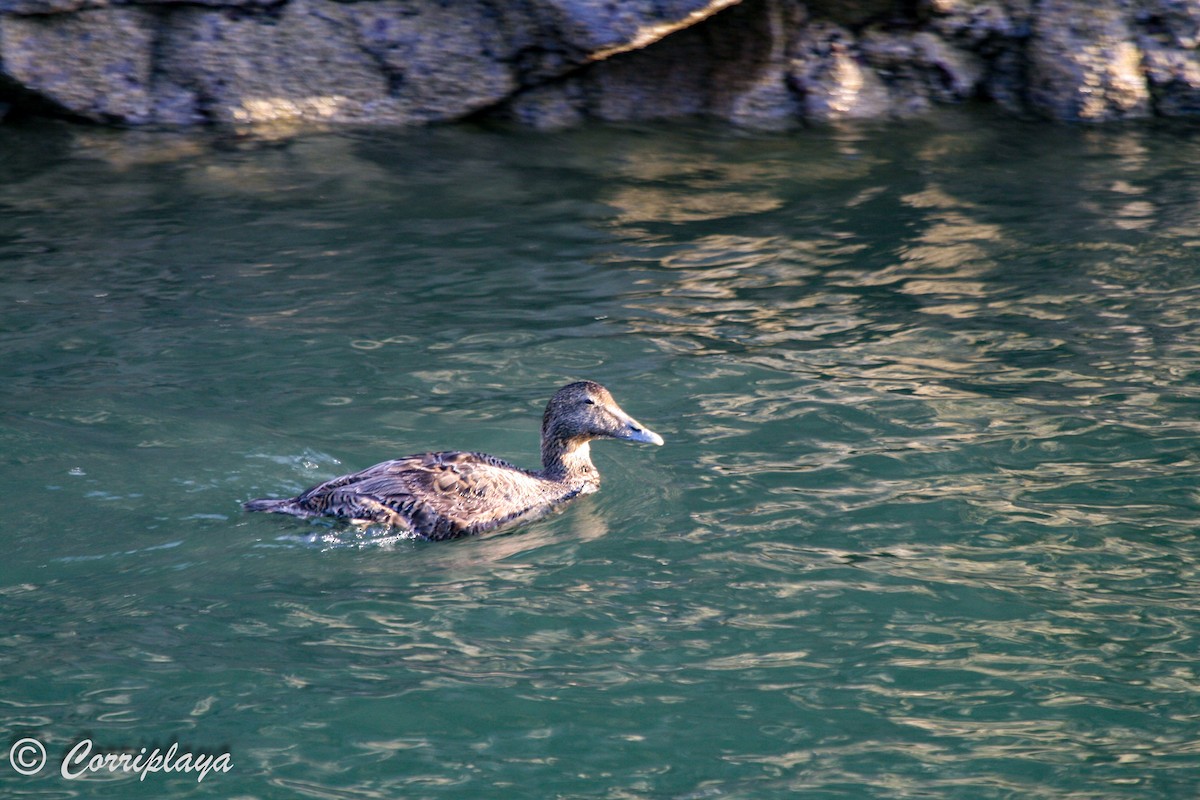 Common Eider - ML595963851