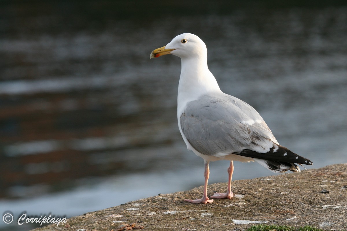 Goéland argenté (argentatus/argenteus) - ML595963861