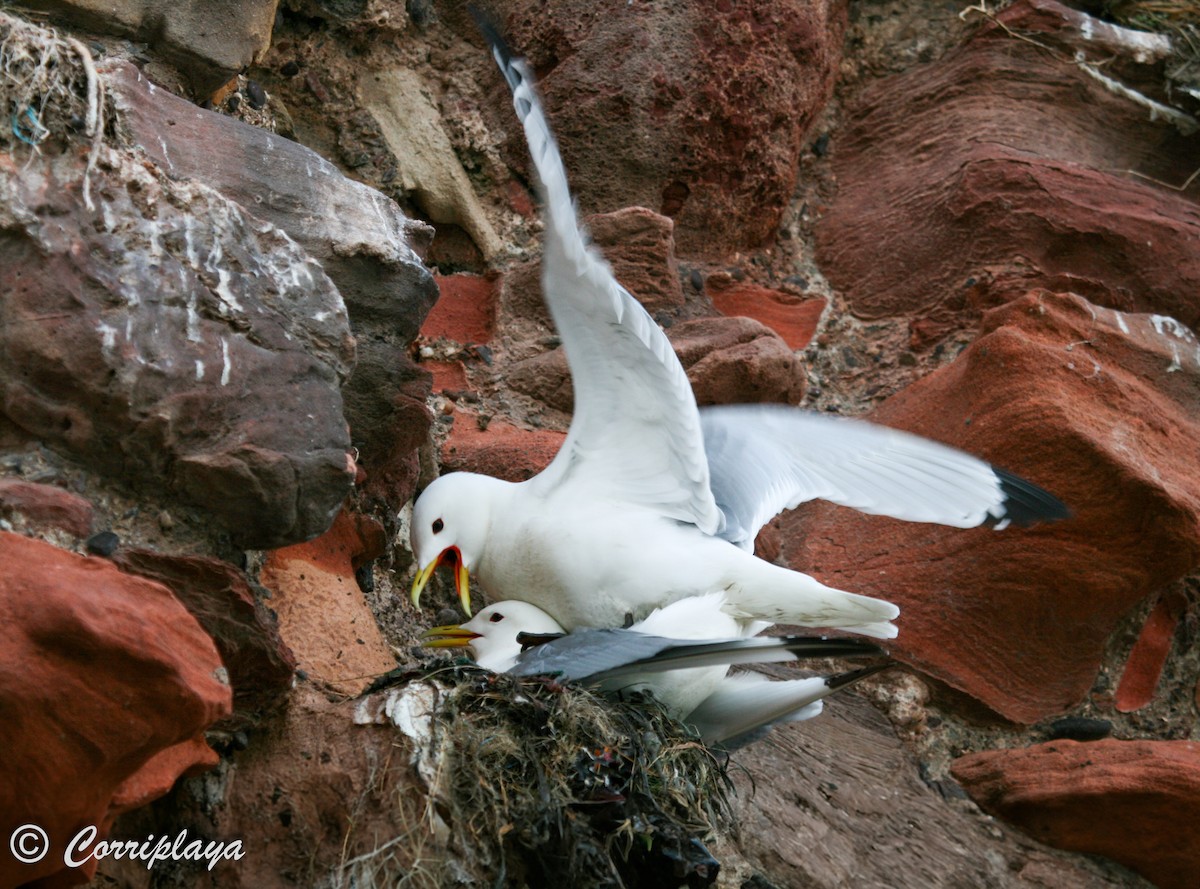 Black-legged Kittiwake - Fernando del Valle