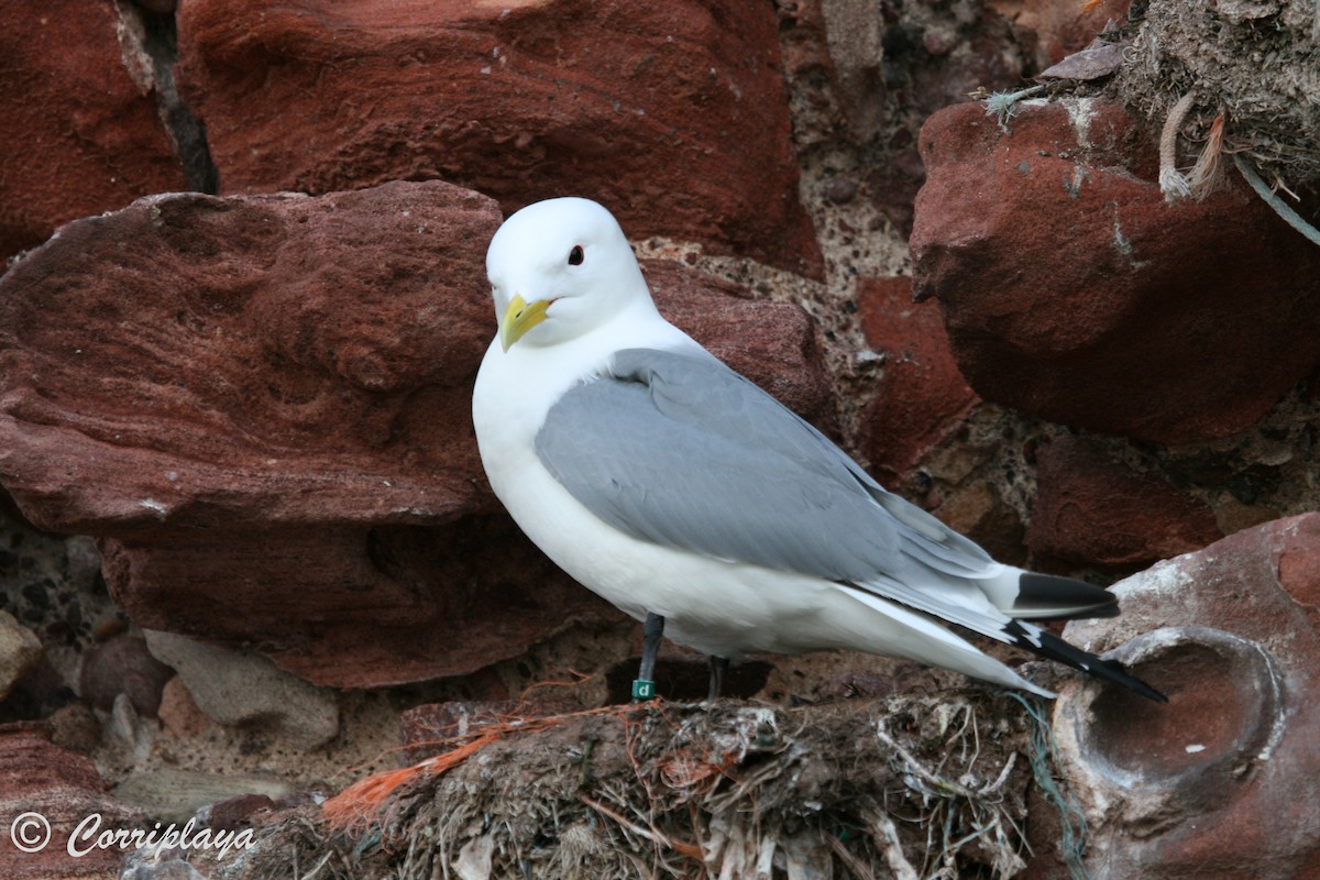 Black-legged Kittiwake - ML595963901