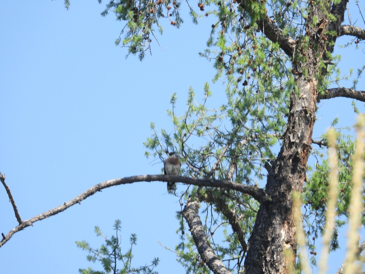 European Turtle-Dove - ML595964021