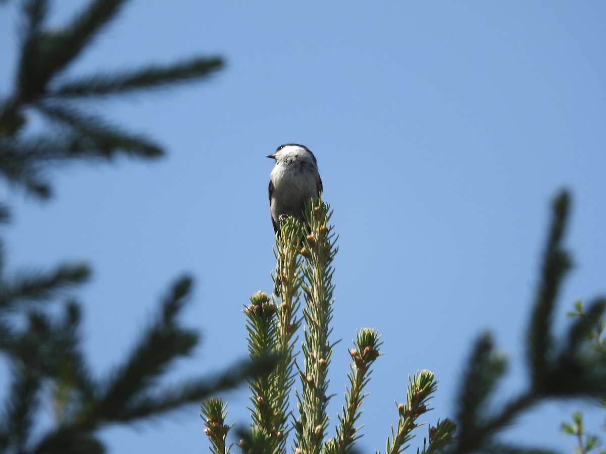 Willow Tit (Willow) - Yuhao Sun