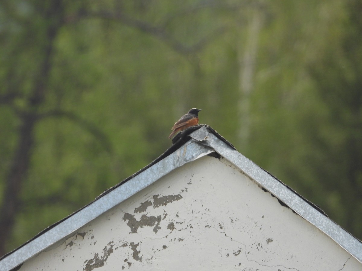 Common Redstart - ML595964071