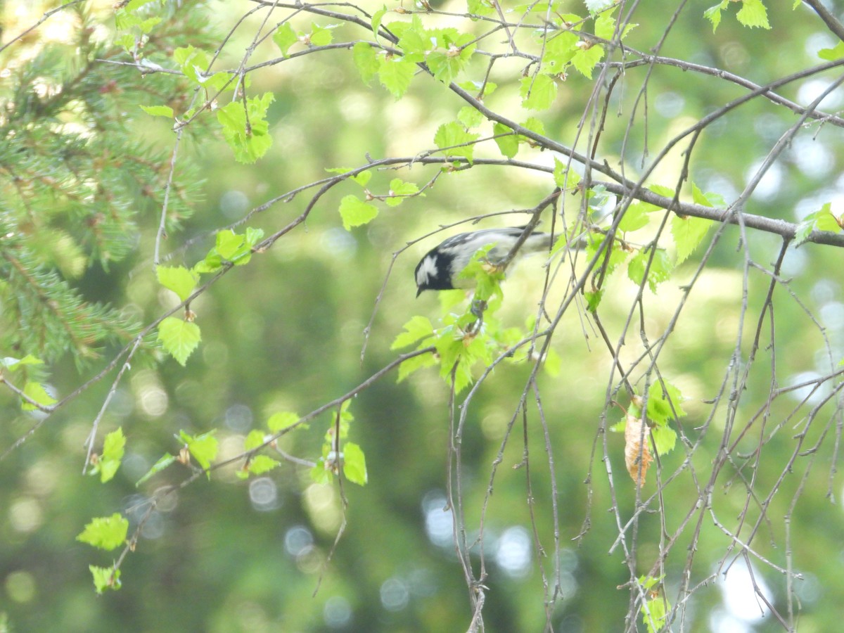 Coal Tit - ML595964081