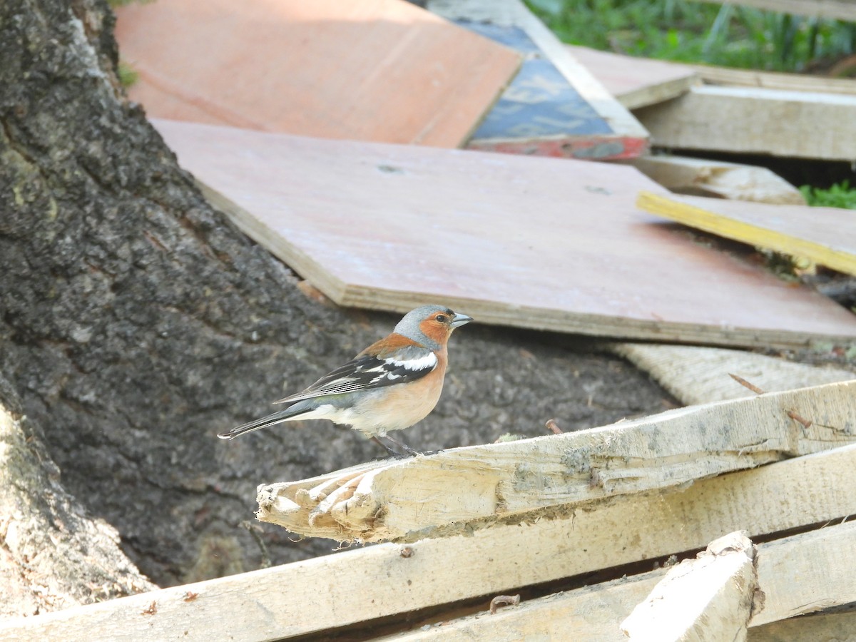 Common Chaffinch - ML595964091