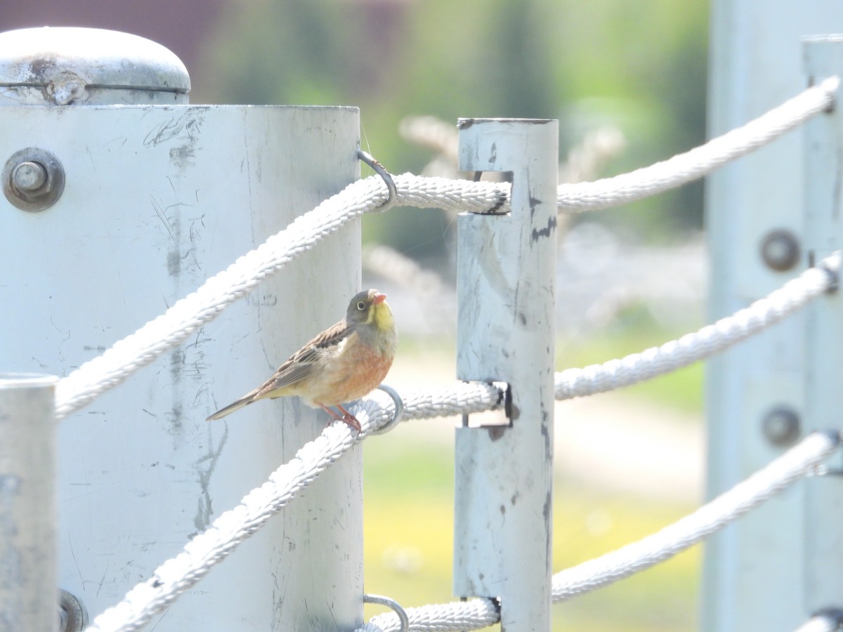 Ortolan Bunting - ML595964101