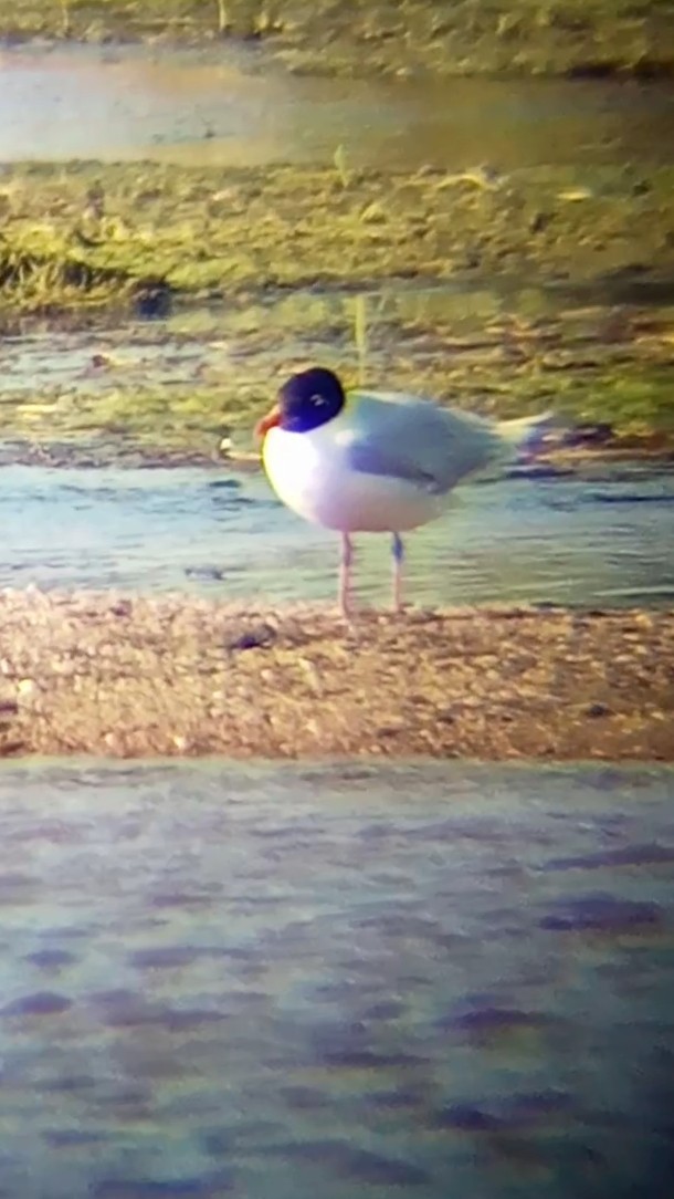 Mediterranean Gull - ML595964201