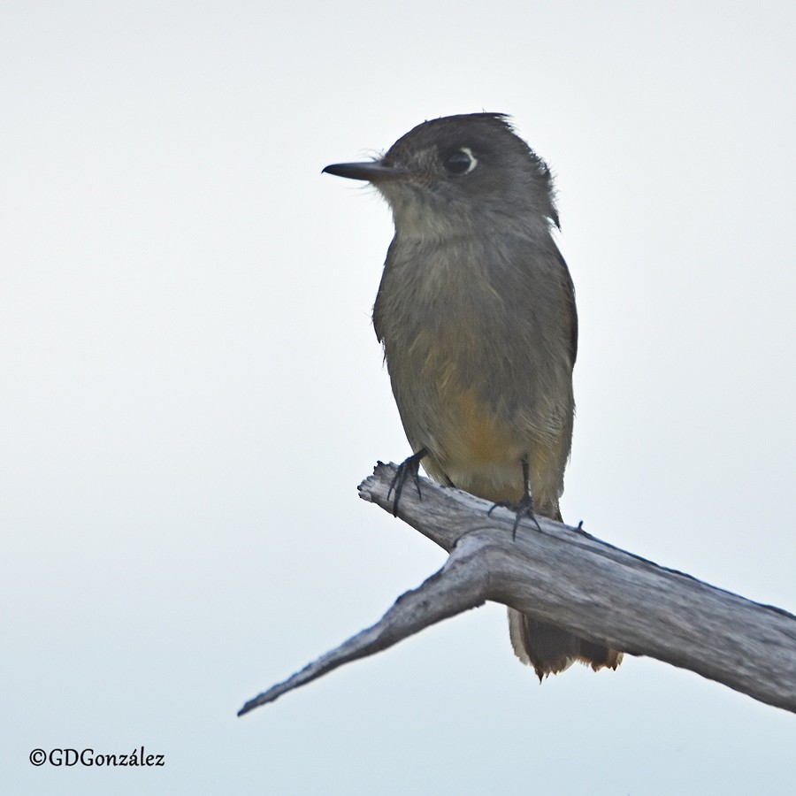 Cuban Pewee - GUSTAVO DANIEL GONZÁLEZ