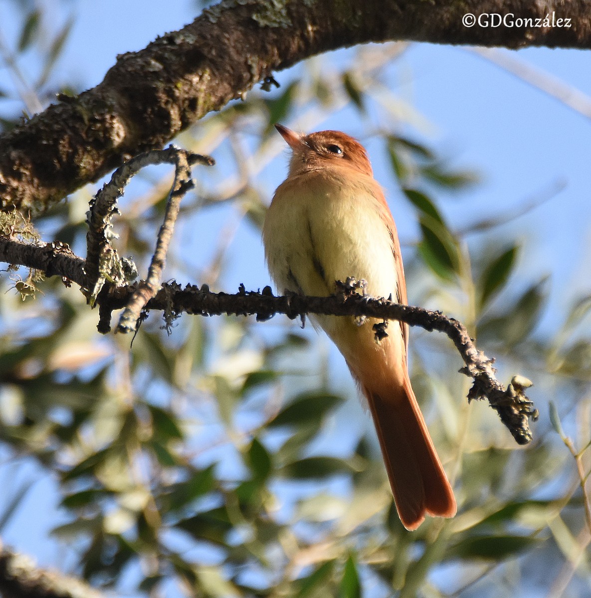 Rufous Casiornis - GUSTAVO DANIEL GONZÁLEZ