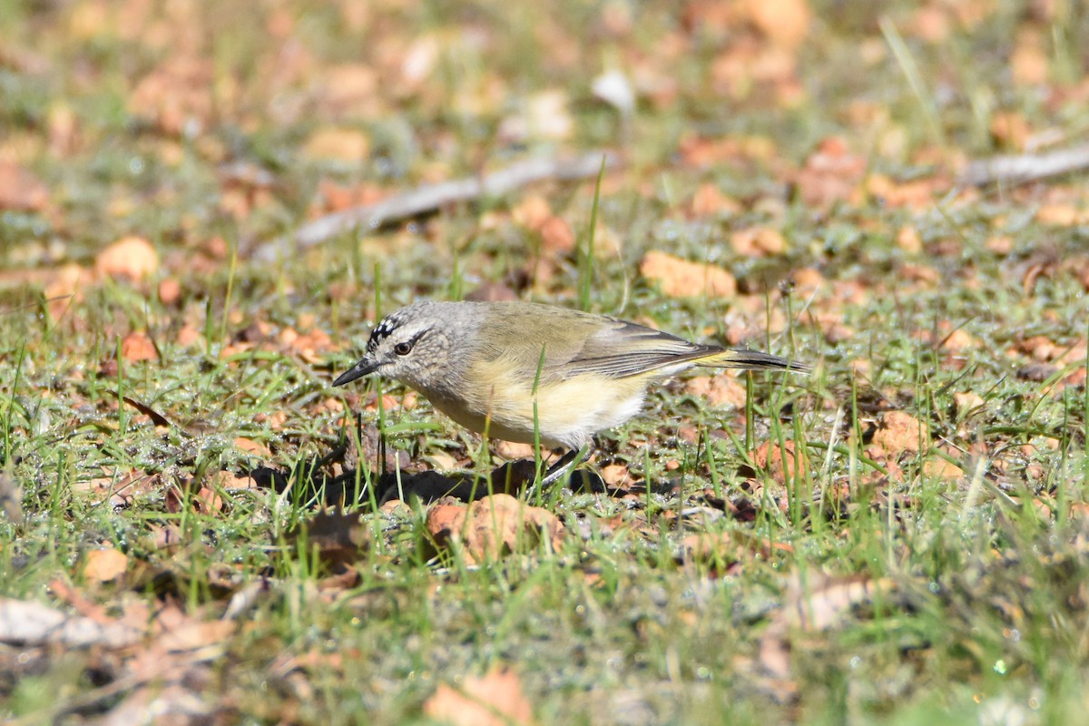 Acanthize à croupion jaune - ML595967021