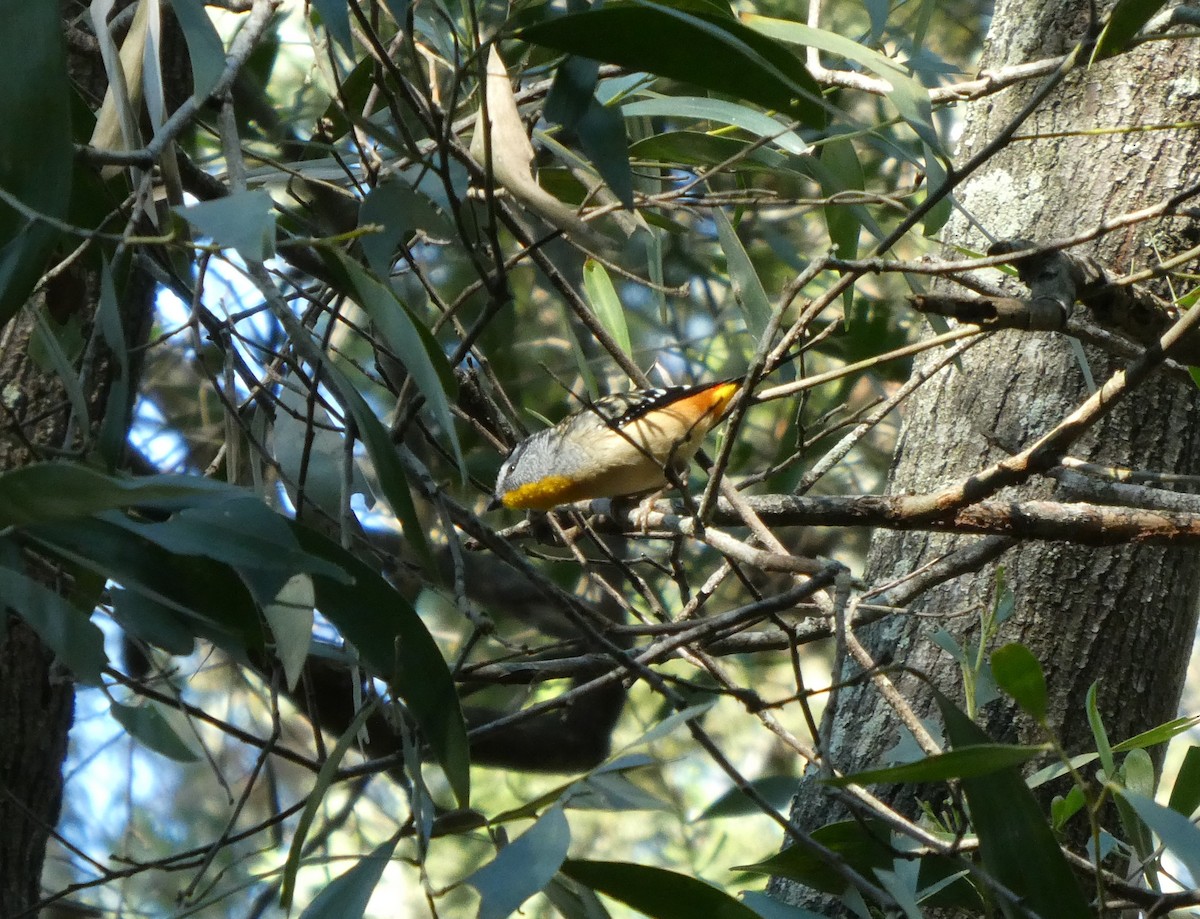 Fleckenpanthervogel - ML595967221