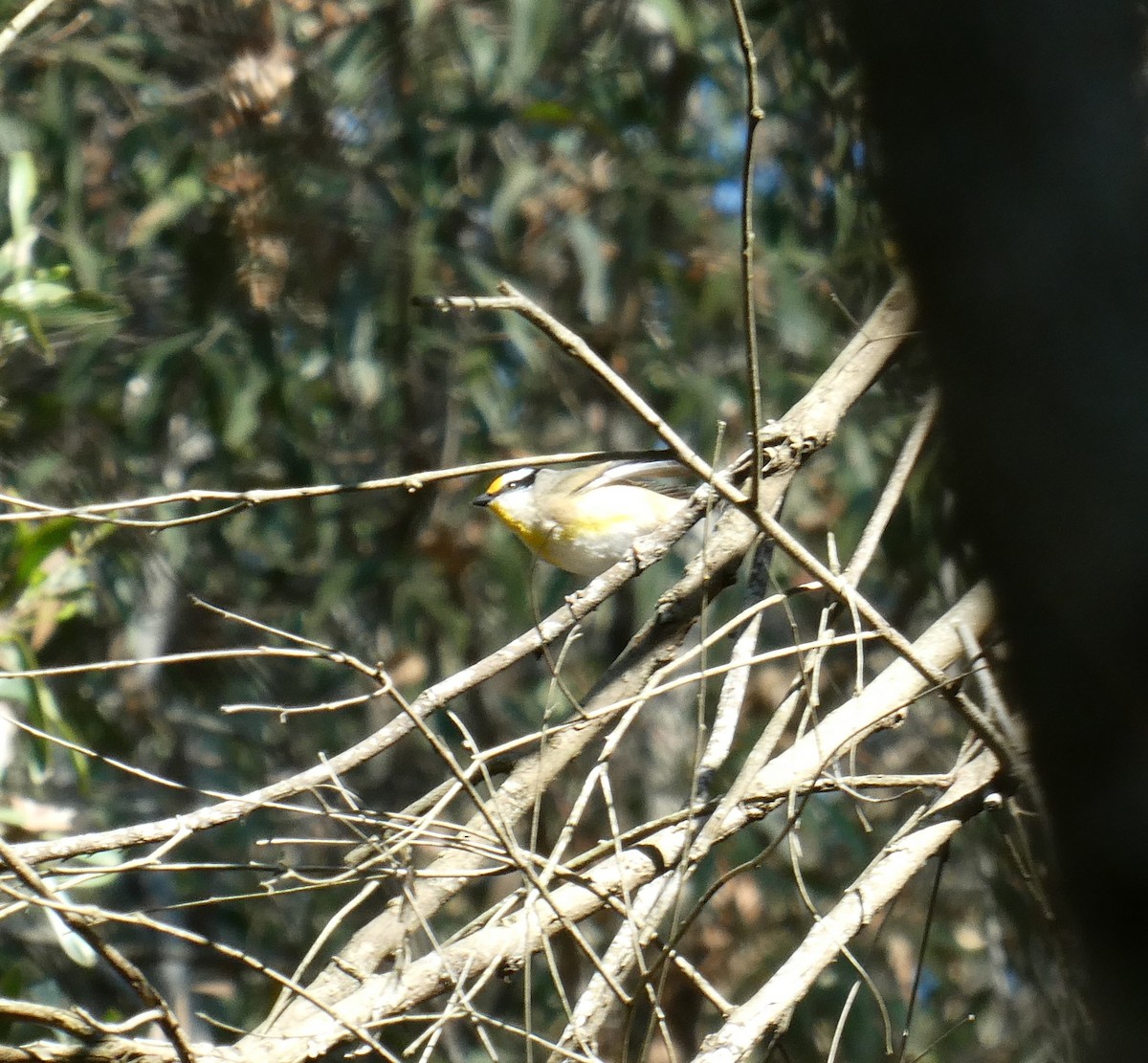 Striated Pardalote - ML595967261
