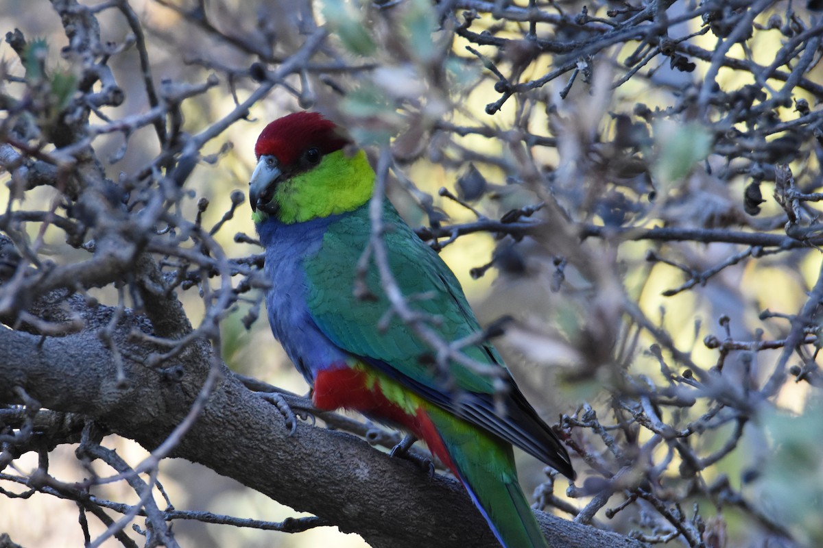 Red-capped Parrot - Jeremy Petho