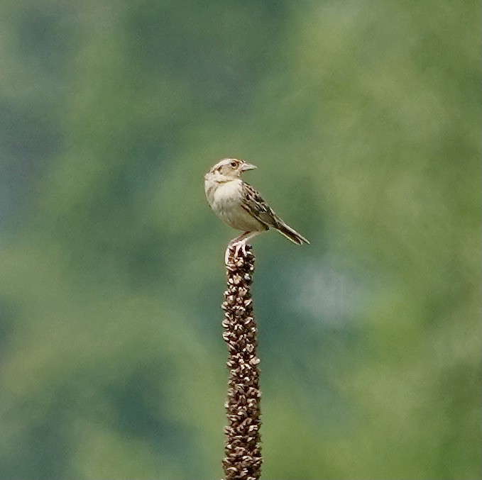 Grasshopper Sparrow - Nicholas Barden