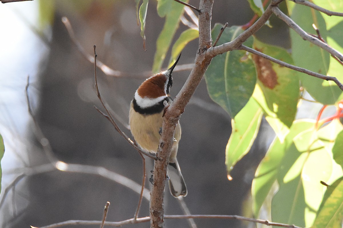 Western Spinebill - ML595967421