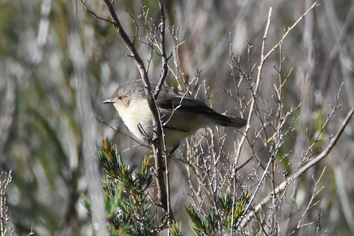 Western Thornbill - ML595967561