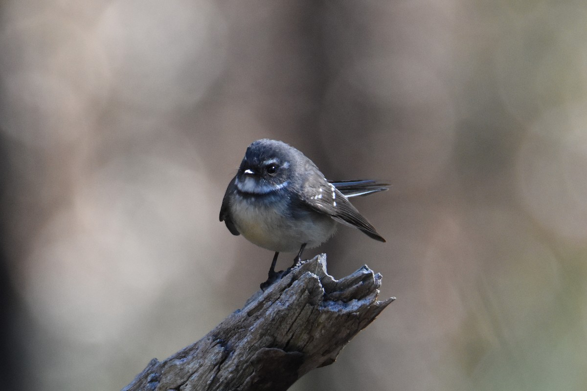 Gray Fantail - Jeremy Petho