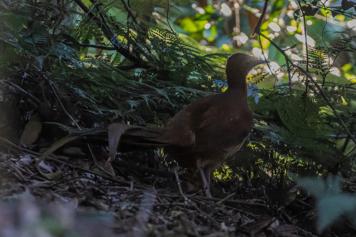 Albert's Lyrebird - ML595967611