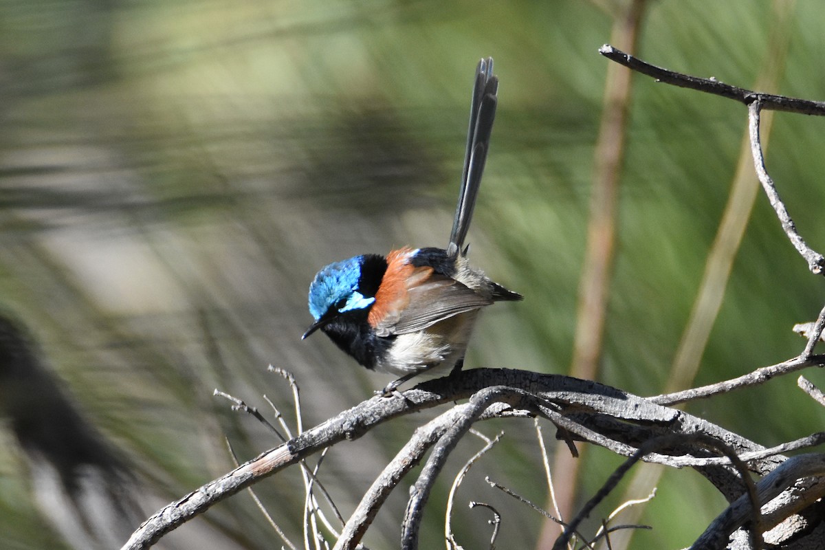 Red-winged Fairywren - ML595967801