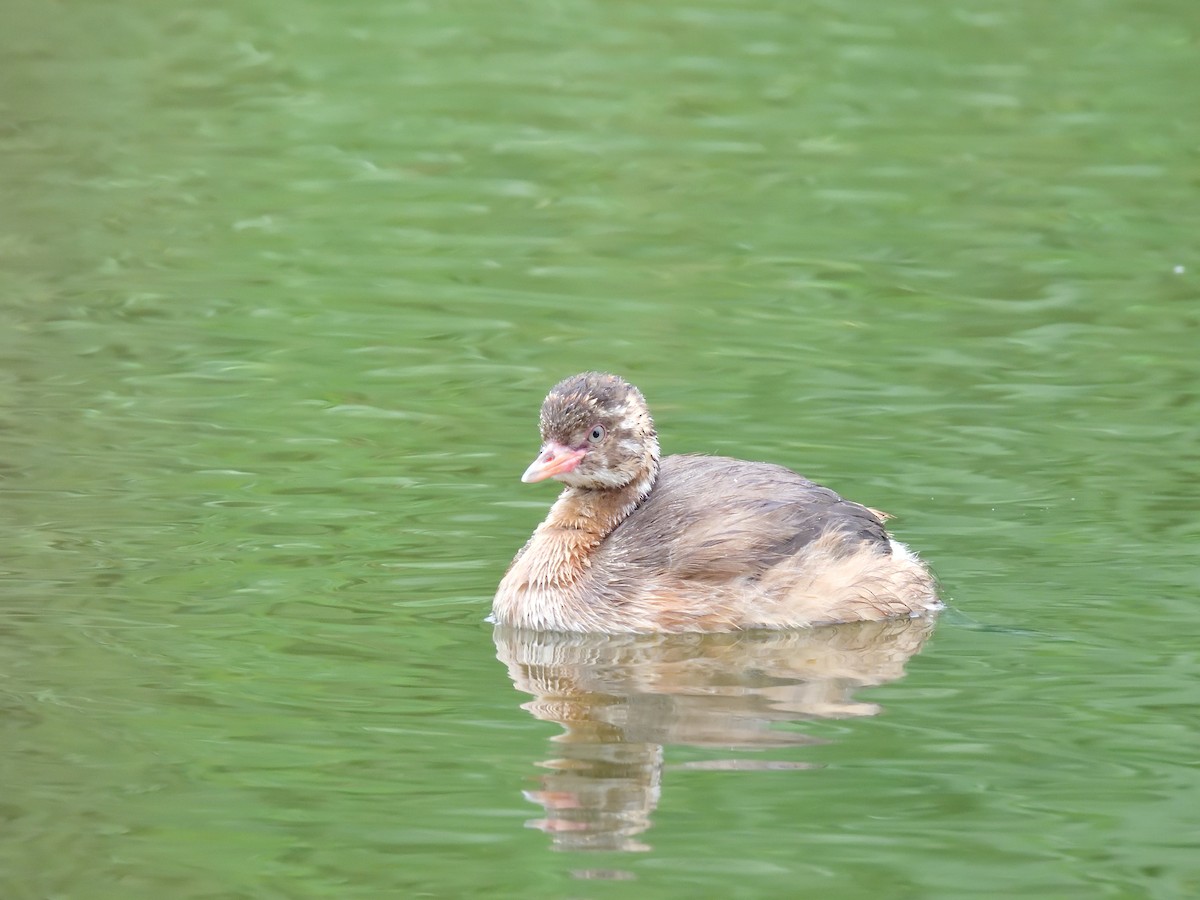 Little Grebe - ML595967951