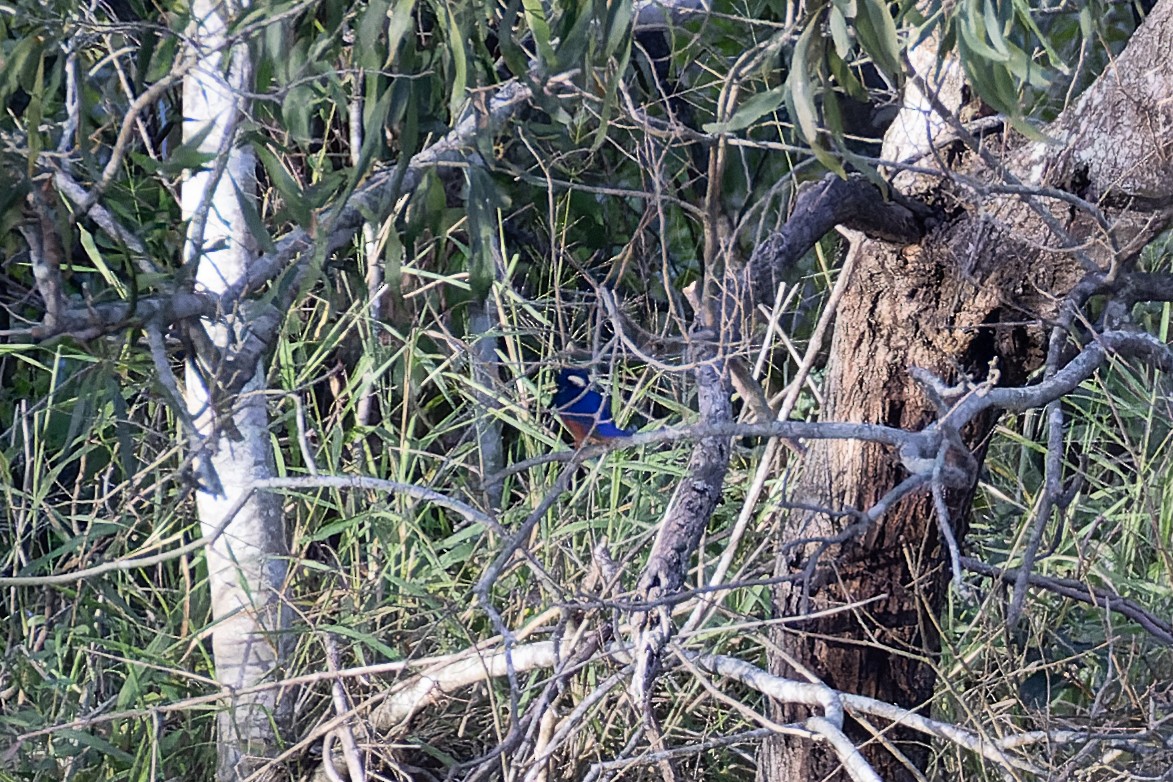 Azure Kingfisher - ML595968581