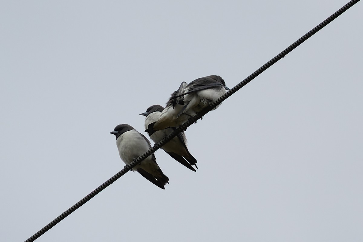 White-breasted Woodswallow - ML595968621