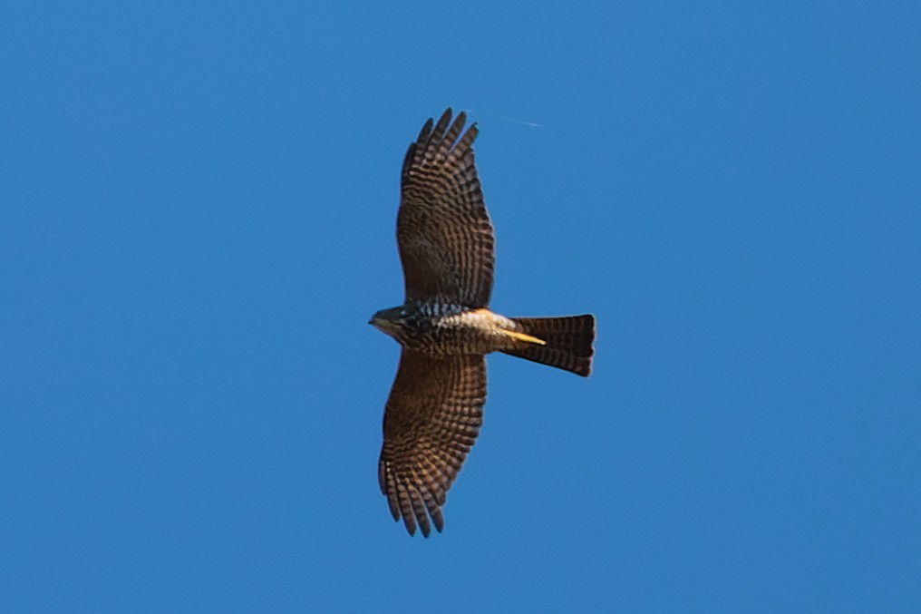 Collared Sparrowhawk - ML595968771