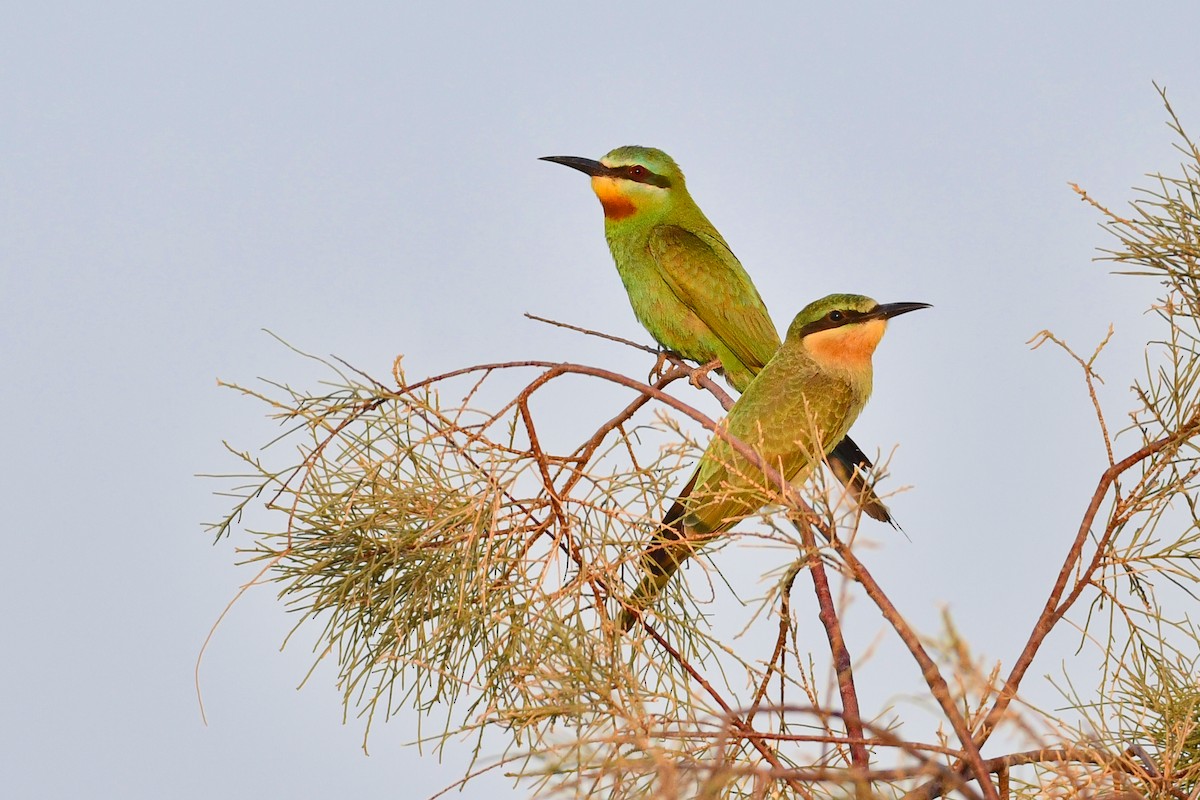 Blue-cheeked Bee-eater - ML595969221