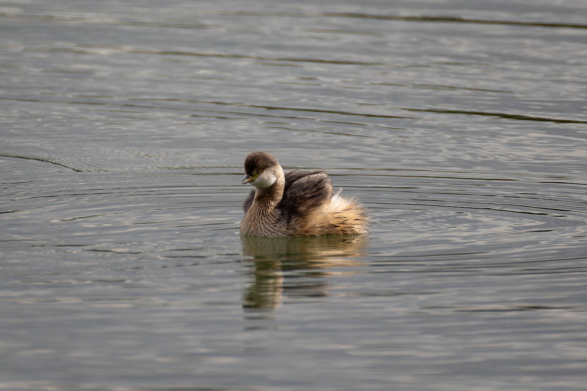 Australasian Grebe - ML595969501